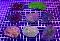Echinophyllia sp.Ultra green small