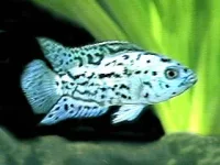 Electric Blue Jack Dempsey (Rocio octofasciata)