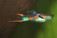 Endlers guppy (Poecilia reticulata)