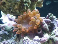 Entacmaea quadricolor Anemone Mix Farver
