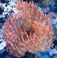 Entacmaea Quadricolor Anemone