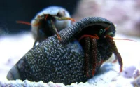 Eramitkrebs Clibanarius spp