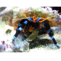 Eremitkrebs Calcinus Elegans
