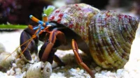 Eremitkrebs (Calcinus Laevimanus)