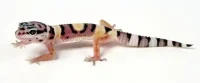Eublepharis macularius Designer Leopardgekko - small/unger