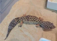 Eublepharis macularius Leopardgekko - medium/stor/voksen
