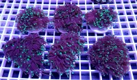 Euphyllia glabrescens (pr. hoved)