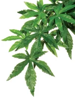 Exo Terra Abutilon lille
