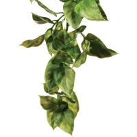 Exo Terra Amapallo medium