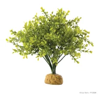 Exo Terra Boxwood bush