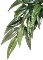 Exo Terra Ruscus stor