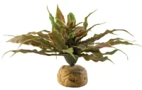 Exo Terra Star Cactus