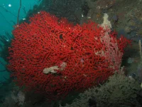 Fanekoral (Euplexaura sp.)