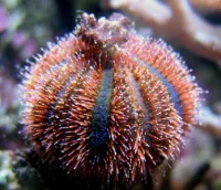 Farvet Pynte Søpindsvin (Mespilla globulus)