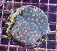 Favites sp. Rød