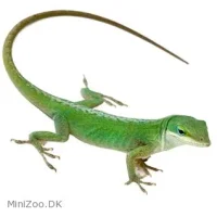 Feriepasning Anole pr påbegyndt uge