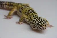 Feriepasning Gekko pr påbegyndt uge
