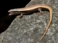 Feriepasning Skink pr påbegyndt uge