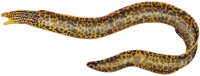 Ferskvandsmuræne (Gymnothorax polyuranodon)