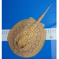 Ferskvandsrokke Potamotrygon Jabuti - Albino Pearl Hun Ø 19 cm