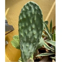 Figenkaktus til landskildpadder (Opuntia ficus indica)
