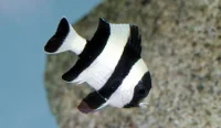Fire Stribet jomfrufisk (Dascyllus melanurus)