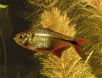 Flag Tetra (Hemigrammus caudovittatus)