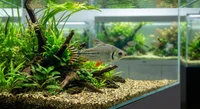 Flagtail Tetra - Semaprochilodus taeniurus