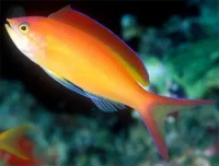 Flamme Anthias (Pseudanthias ignitus)