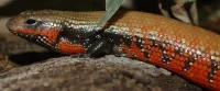 Flammeskink (Lepidothyris Fernandi)
