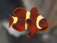 Fløjlsklovnfisk Goldstripe (Premnas biaculeatus)