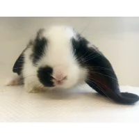Fransk vædder kanin (Oryctolagus cuniculus)