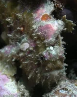 Frogfish Antennatus nummifer