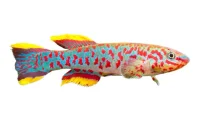Fundulopanchax Gardneri Gardners Killifisk (tidligere Aphyosemion)