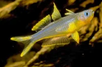 Gaffelhale Regnbuefisk (popondetta furcata)