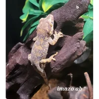 Gargoyle gecko Designe Juvenile - Rhacodactylus auricu