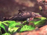 Gekko botia (Homaloptera sp.)