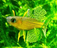 Gertruds Dværg Regnbuefisk (Pseudomugil gertrudae)