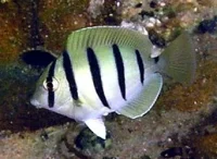 Gitter kirurg (Acanthurus triostegus)