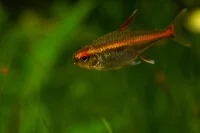 Glødelys tetra (Hemigrammus erythrozonus)