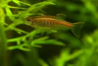 Glødlys Danio (Danio choprae)