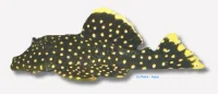 Golden Nugget Malle L018 (Baryancistrus sp.)