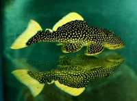 Golden Nugget Malle L081 (Baryancistrus xanthellus)