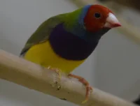 Gouldsamadine han (Chloebia gouldiae)