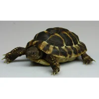 Græsk landskildpadde (Testudo Hermanni Boettgeri)