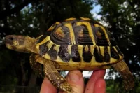 Græsk landskildpadde (Testudo Hermanni hermanni)