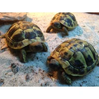Græsk landskildpadde (Testudo Hermanni)