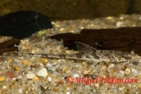 Grenmalle (Hemiloricaria eigenmanni)