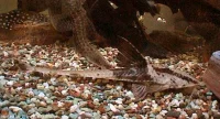 Grenmalle (Loricaria filamentosa)