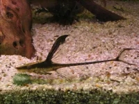 Grenmalle Sturisoma aureum